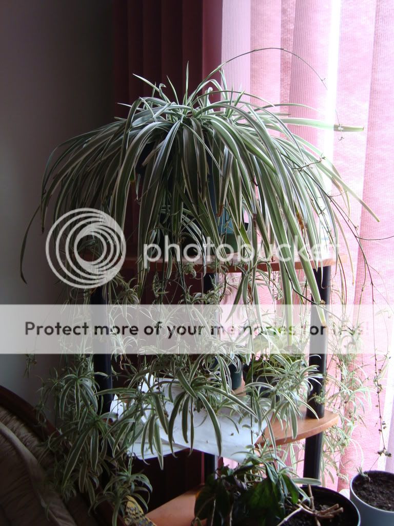 Spider plant