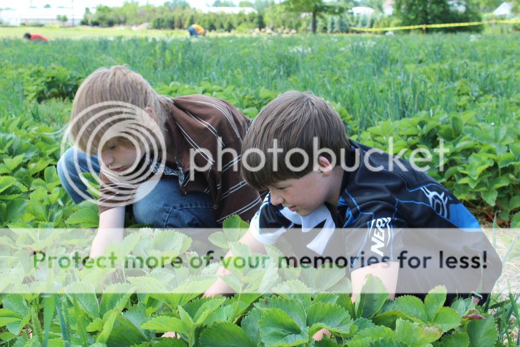 IMAGE: http://i696.photobucket.com/albums/vv323/parmapens/Canon%20T3i/StrawberryPicking041.jpg