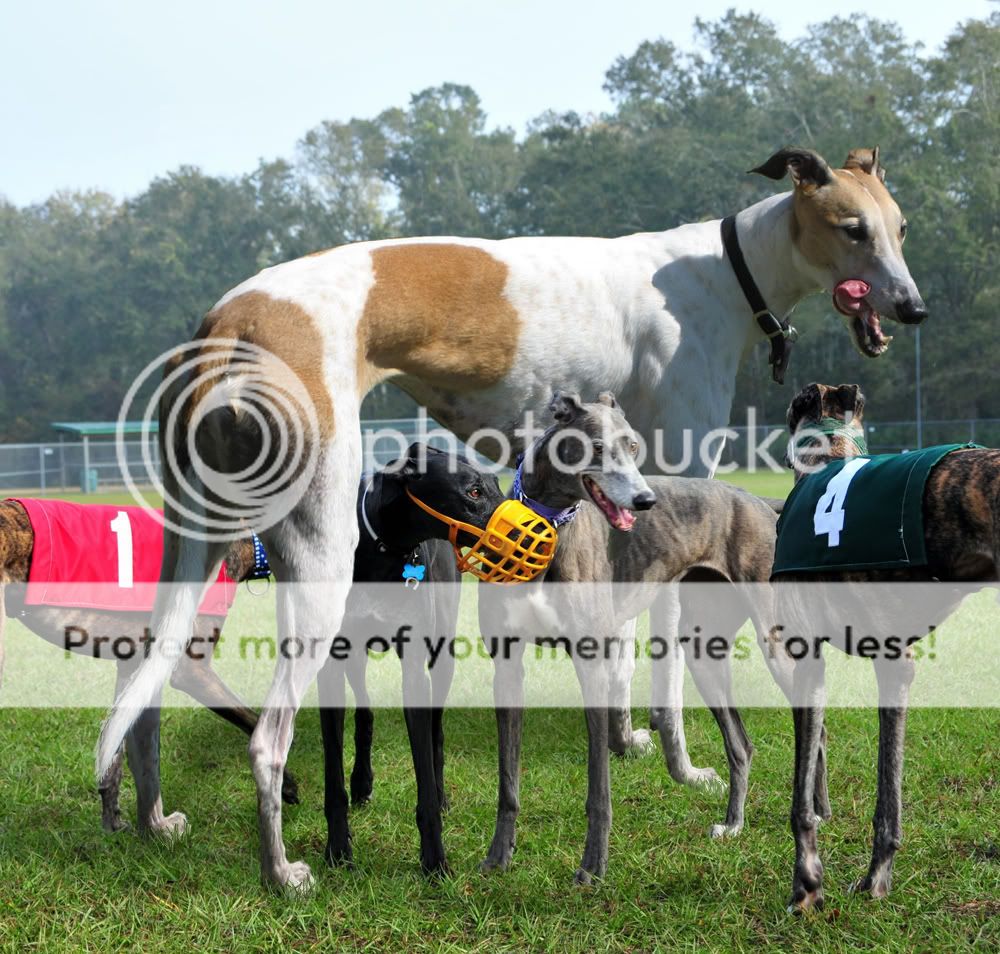 Big Greyhound Photo by zookie67 Photobucket