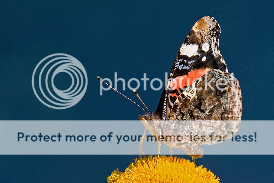 Fotografie