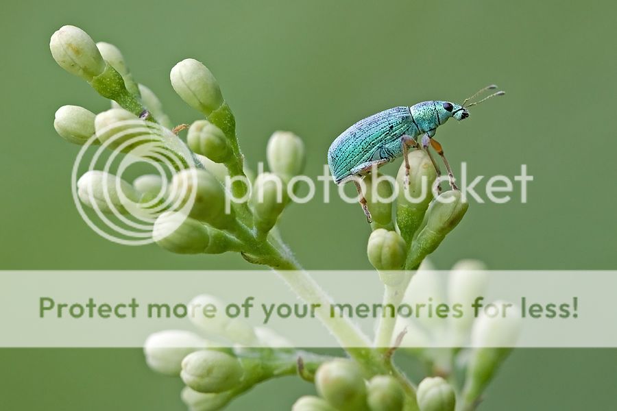 Fotografie