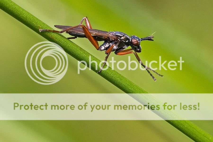 Fotografie