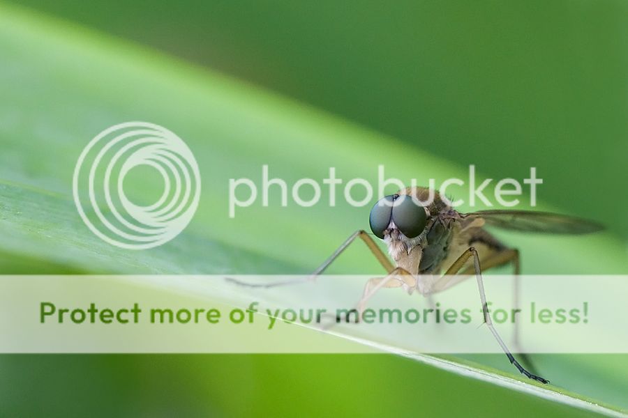 Fotografie