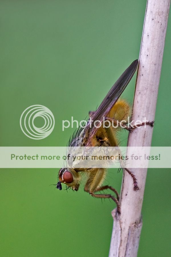 Fotografie
