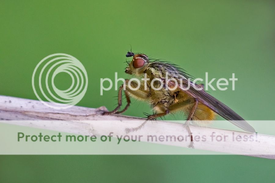 Fotografie