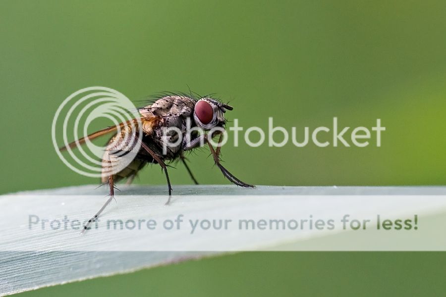 Fotografie