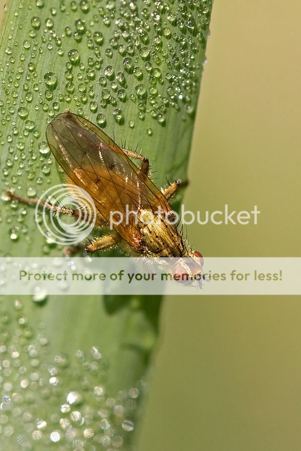 Fotografie