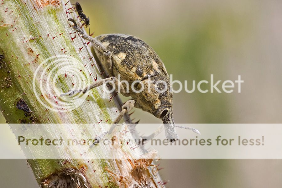 Fotografie