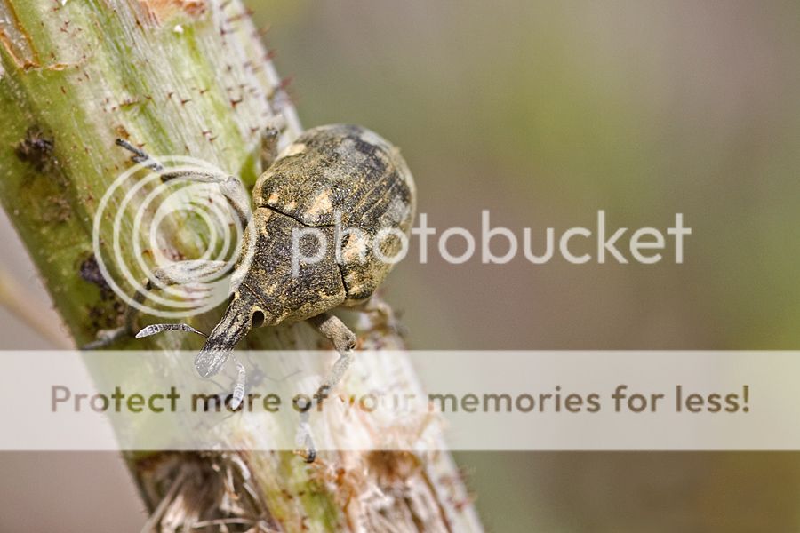 Fotografie