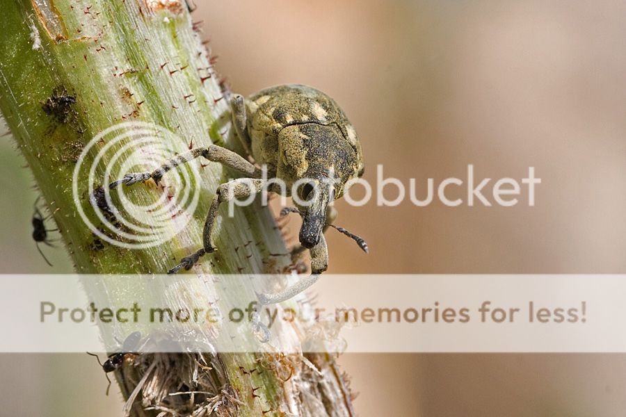 Fotografie