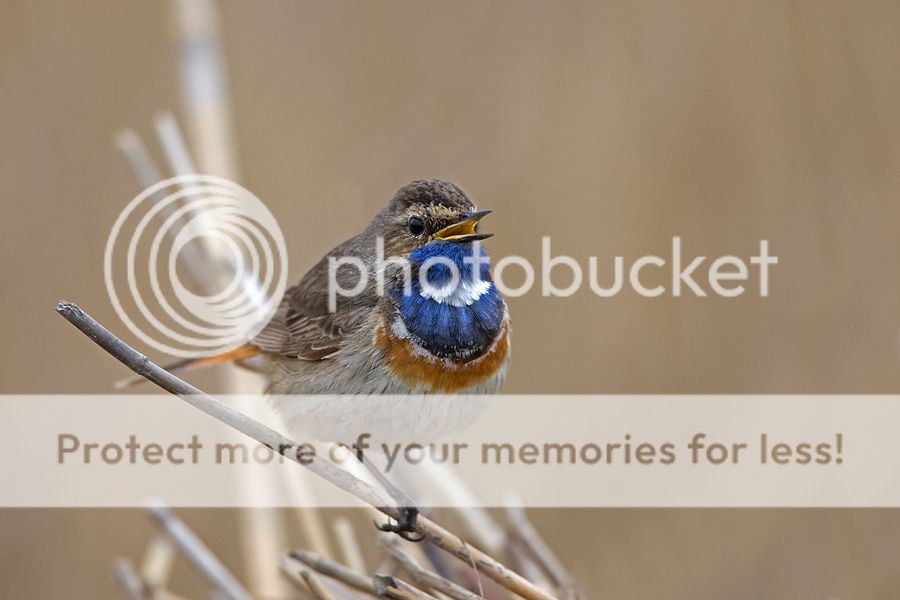 Fotografie