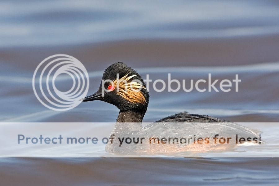 Fotografie