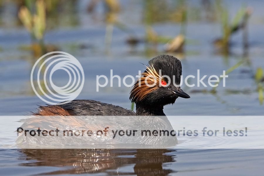 Fotografie