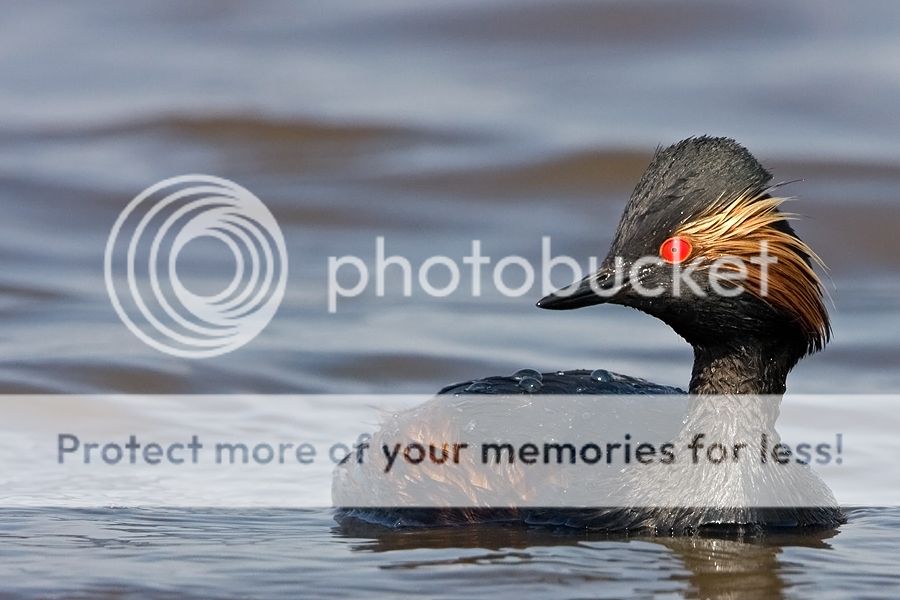 Fotografie
