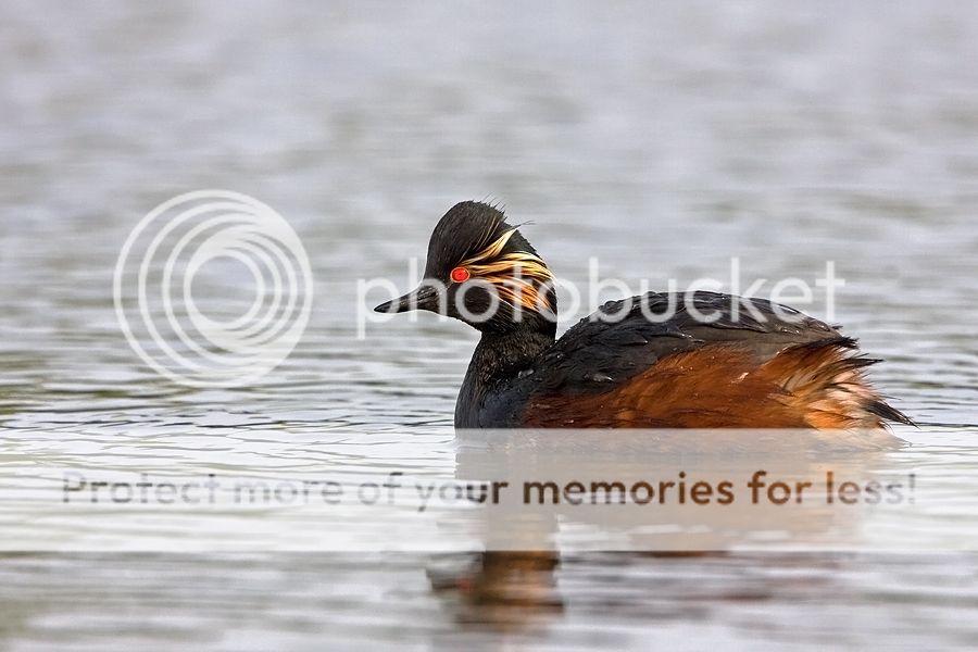 Fotografie