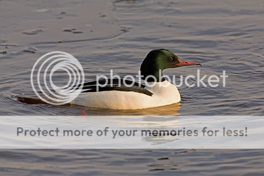 Fotografie