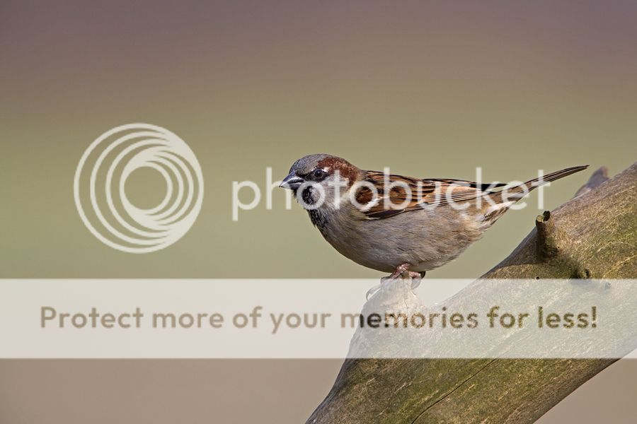 Fotografie