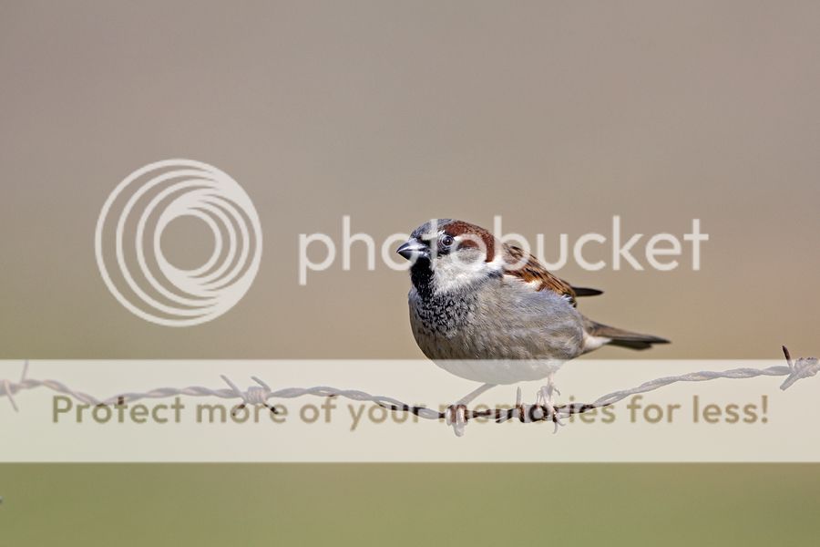 Fotografie