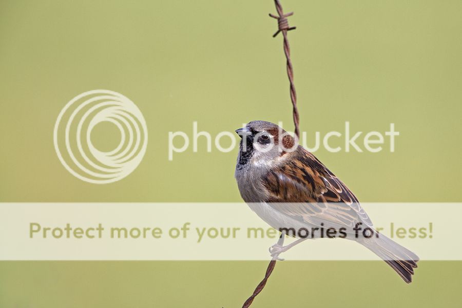 Fotografie