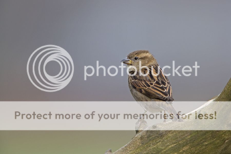 Fotografie