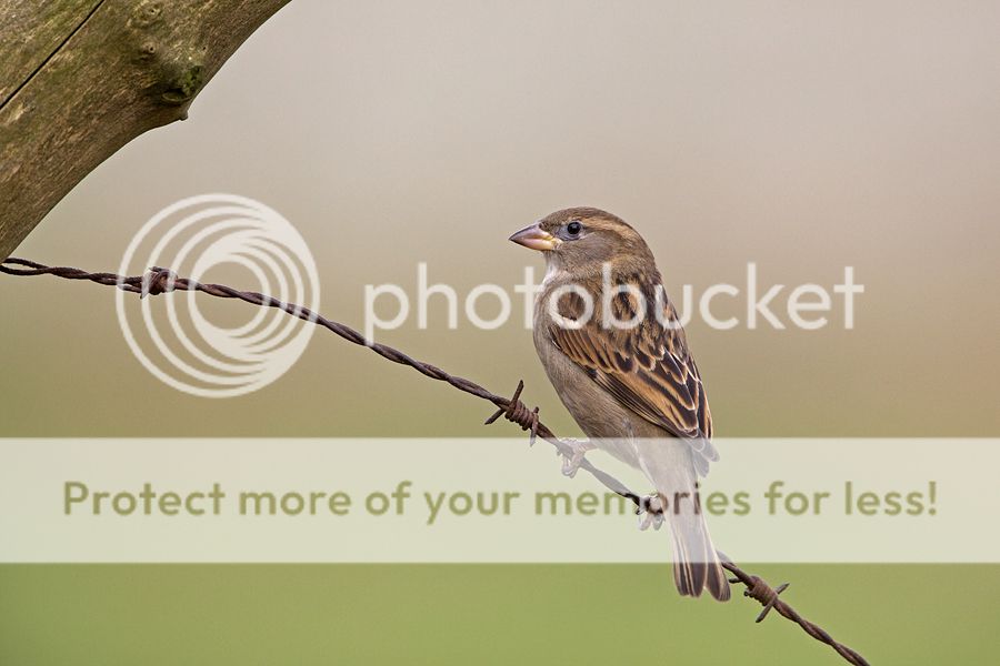 Fotografie