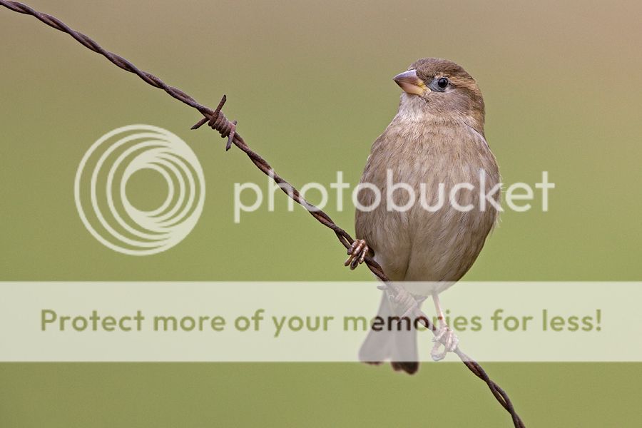 Fotografie