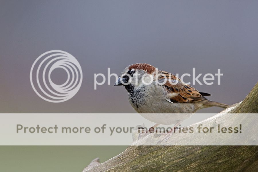 Fotografie