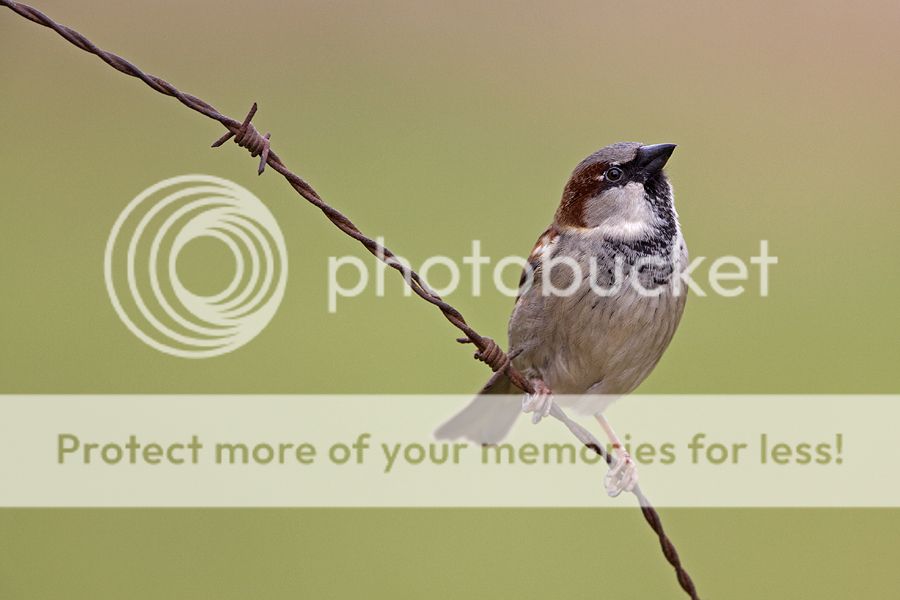 Fotografie