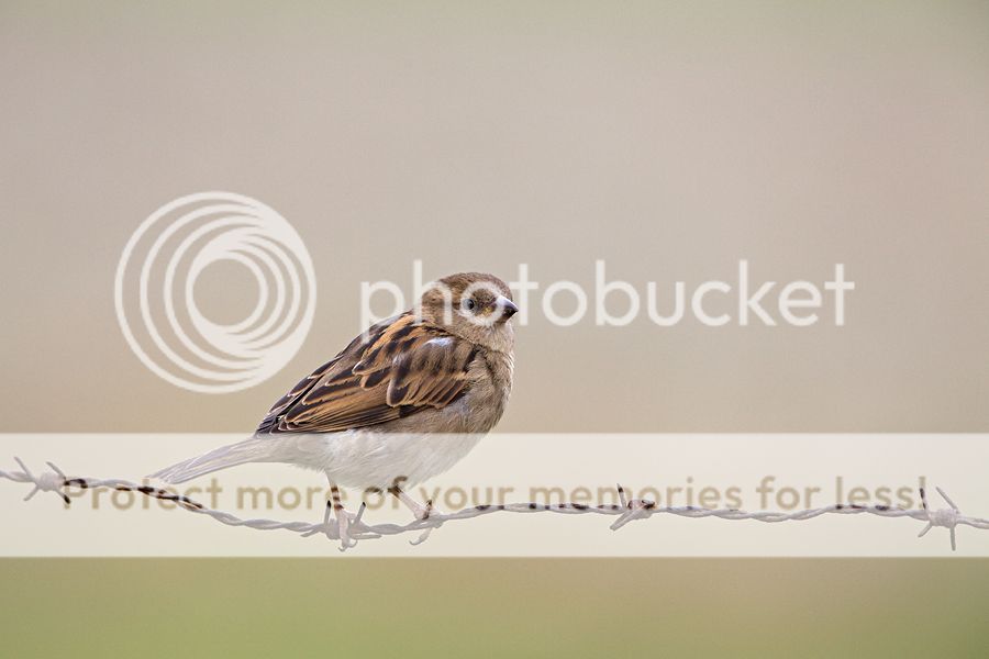 Fotografie