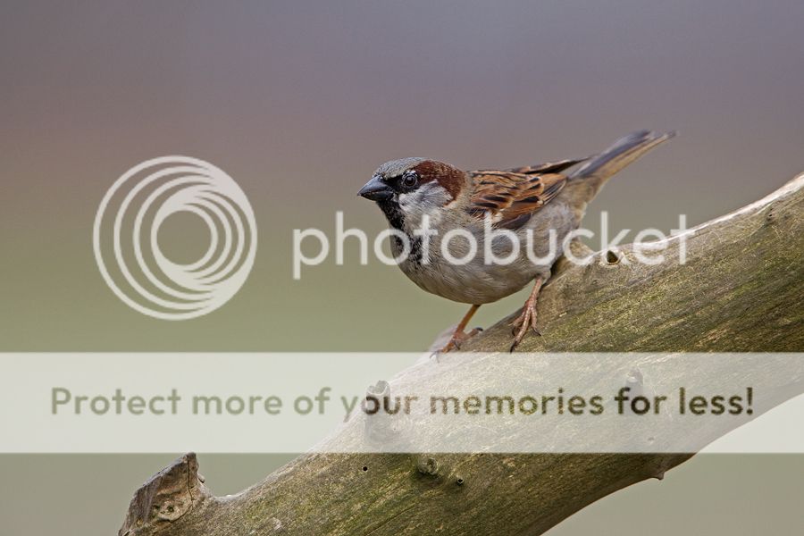 Fotografie