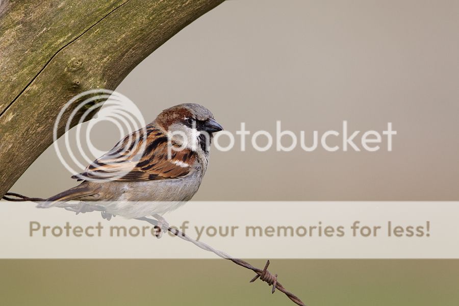 Fotografie