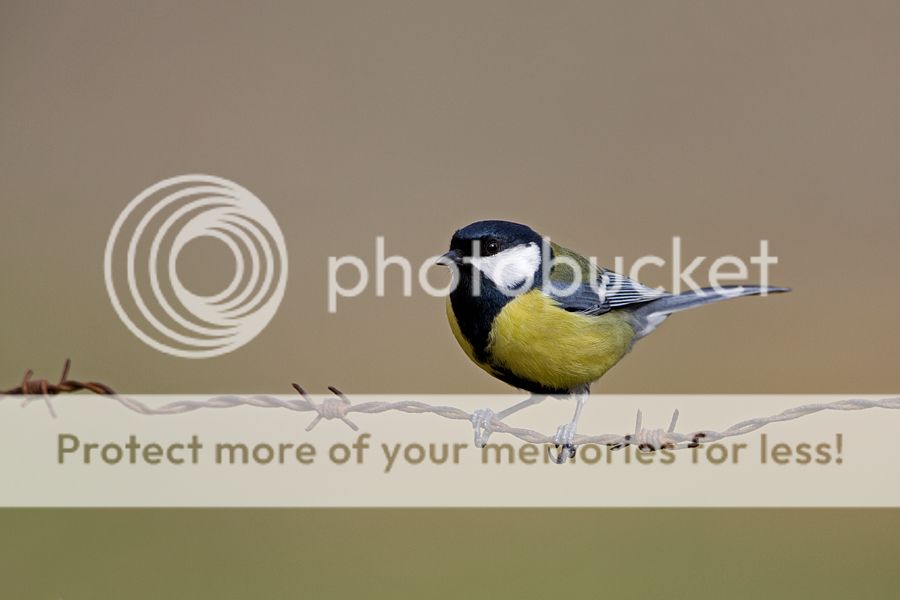 Fotografie