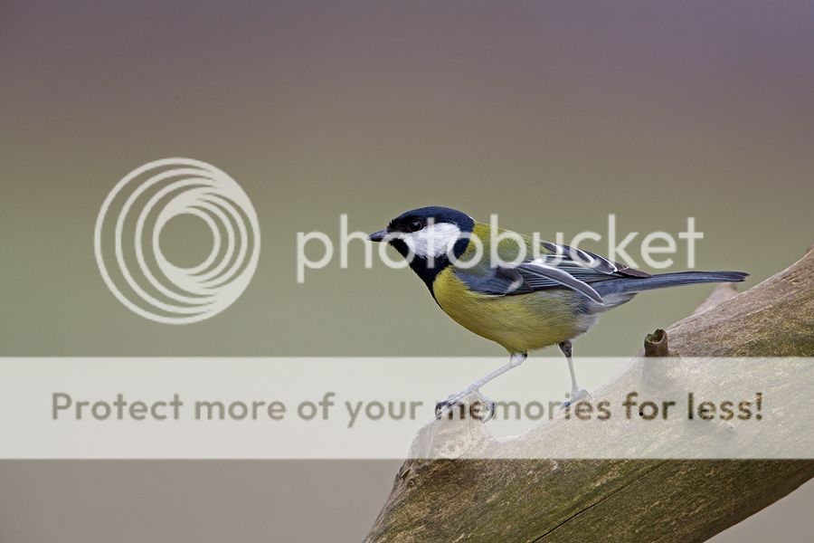 Fotografie