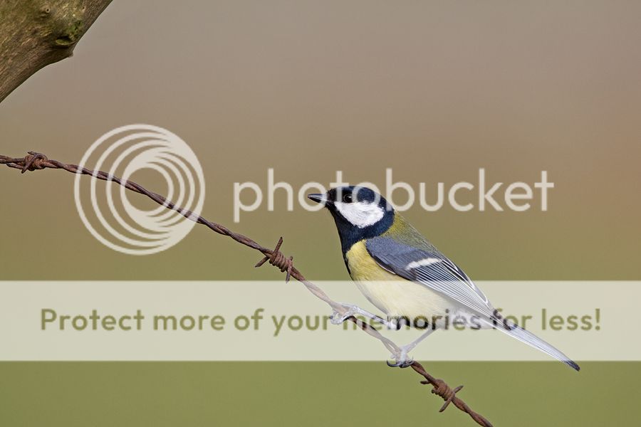 Fotografie