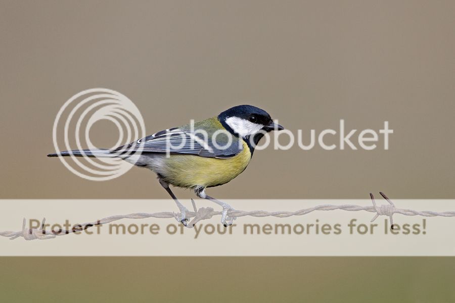 Fotografie
