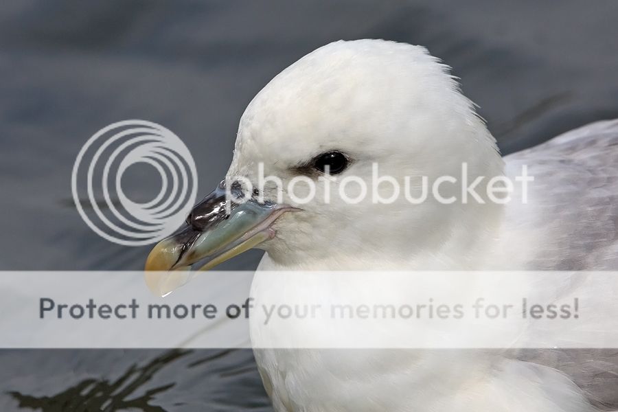 Fotografie