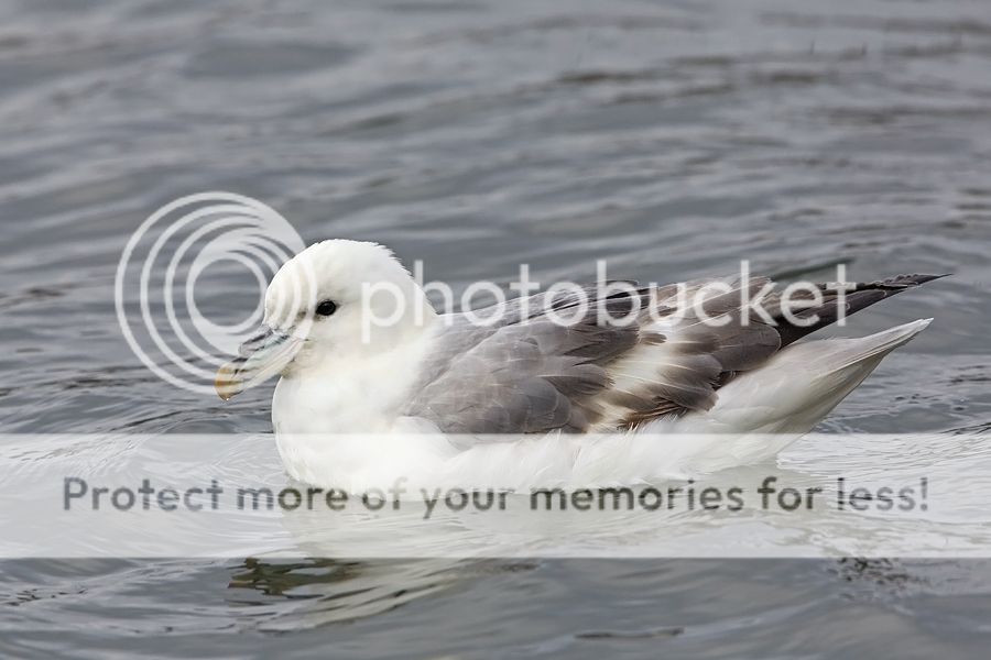 Fotografie
