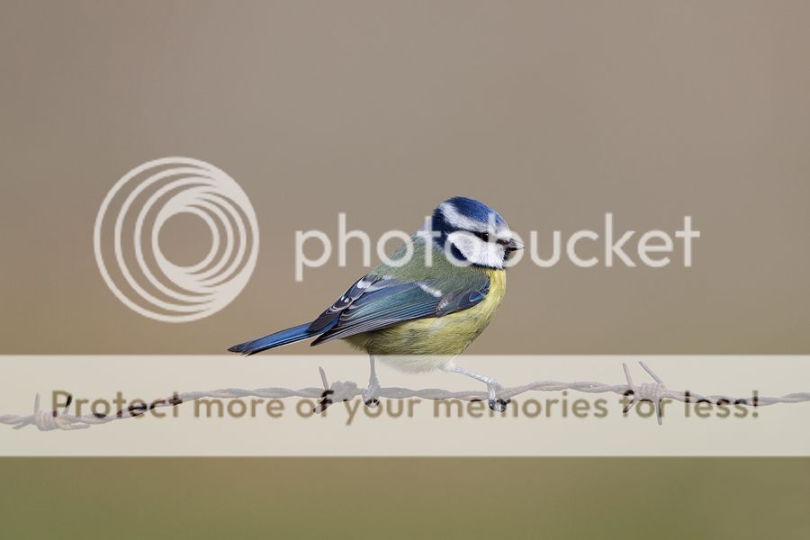 Fotografie