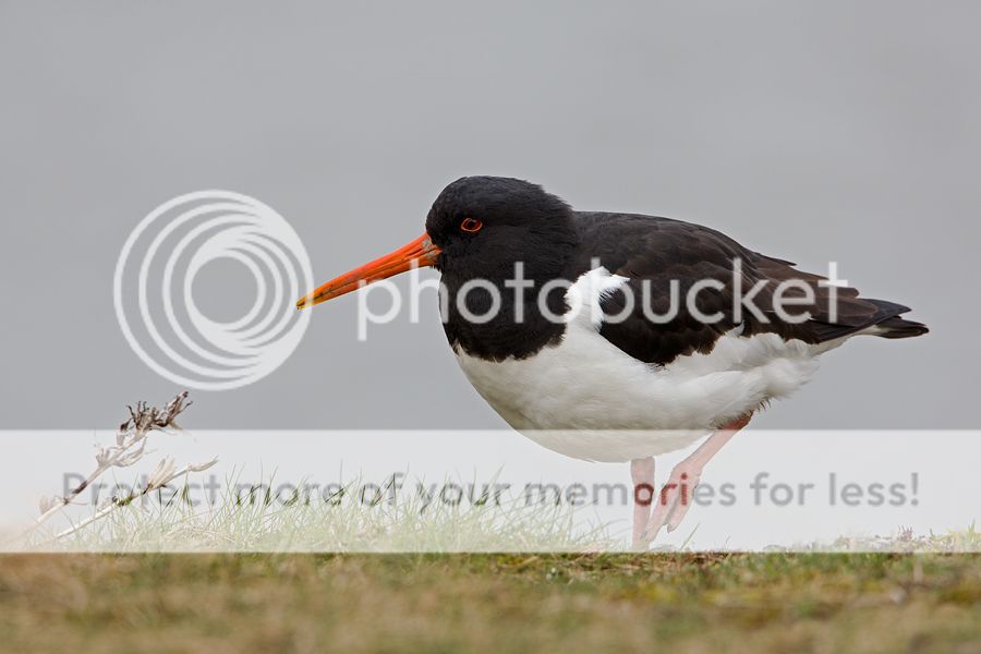 Fotografie