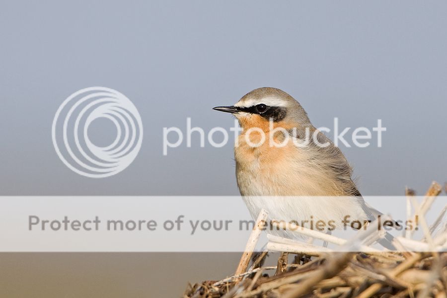 Fotografie