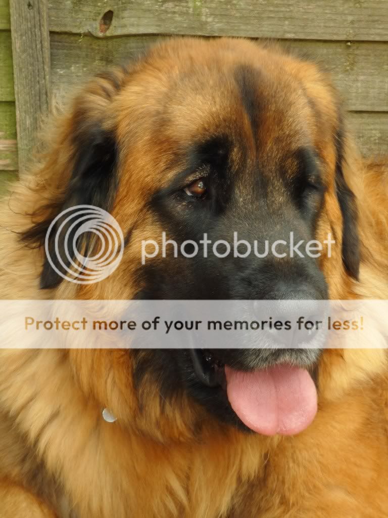 Leonberger puppies for sale uk /leonberger puppies for sale uk/ Leonberger puppies for sale uk /leonberger puppies for sale uk/