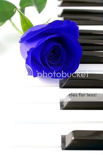 Blue Rose Pictures, Images and Photos