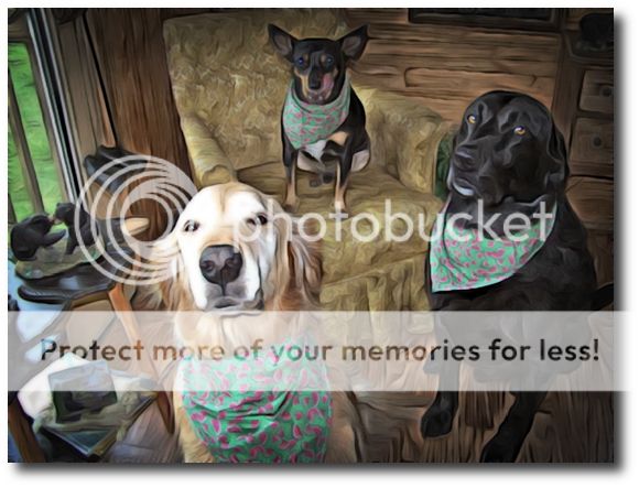 tOMMY'S PICTURE OF US AS PUPS PF THE WEEL FOR MAY 21ST,2012