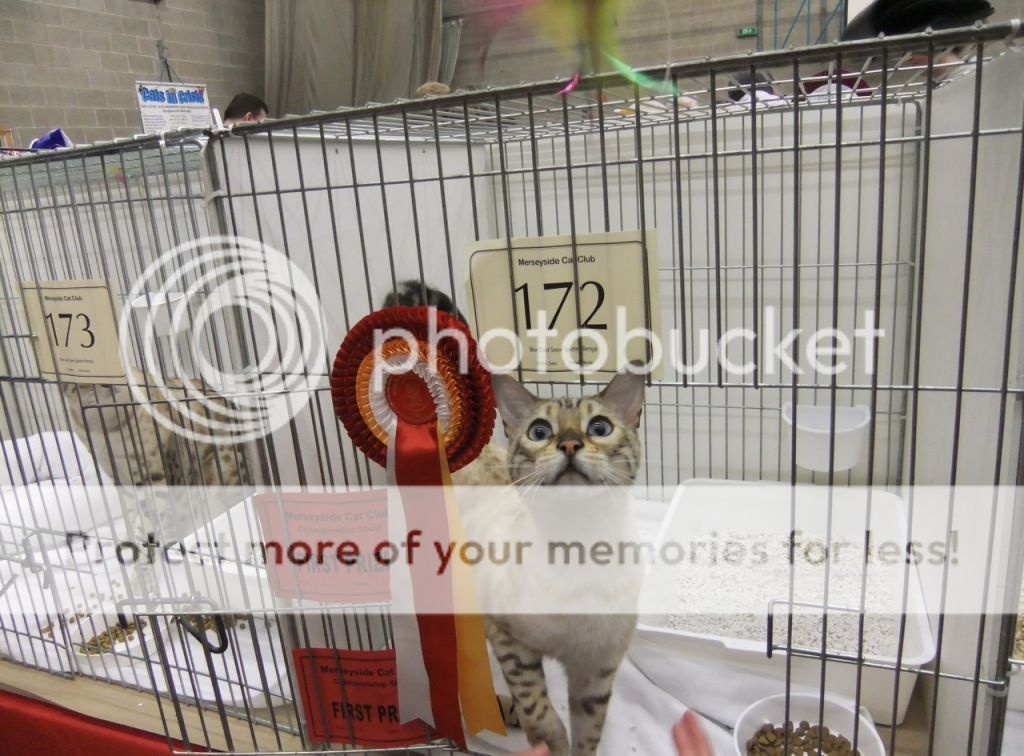Merseysidecatclubshow2June12.jpg