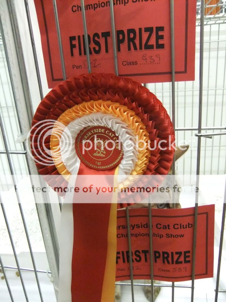Merseysidecatclubshow2June121.jpg