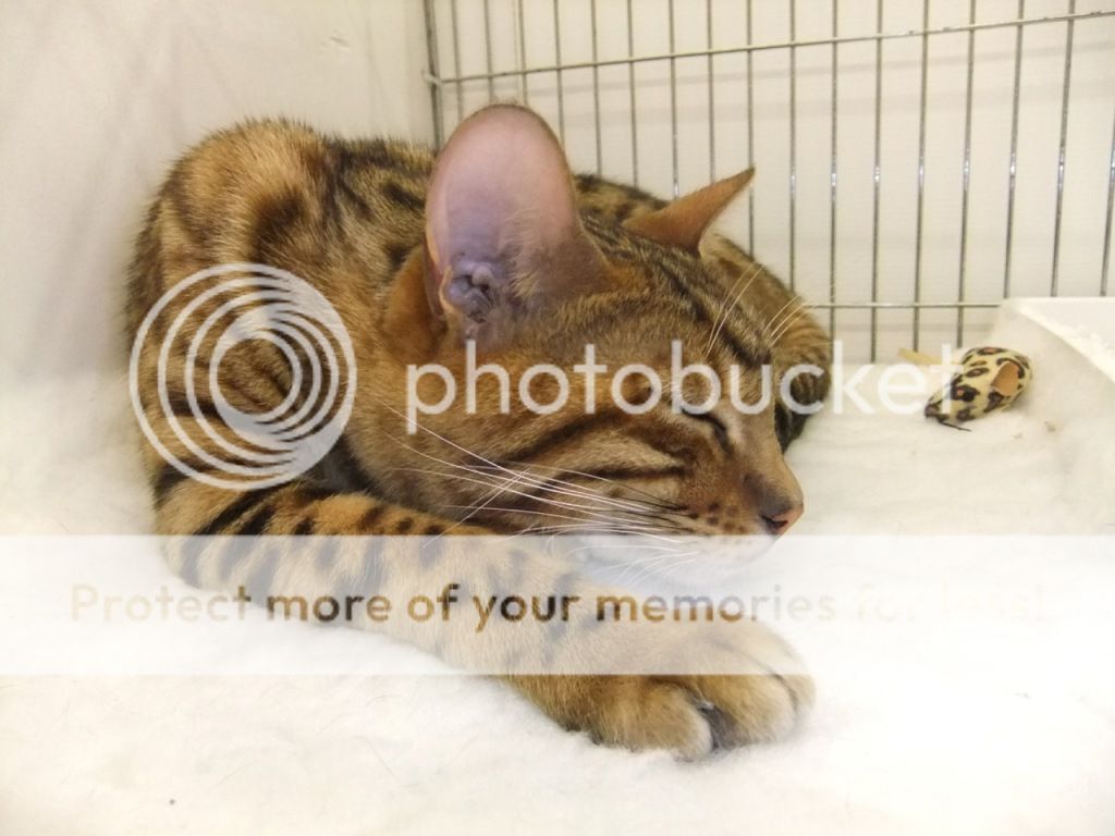 Merseysidecatclubshow2June125.jpg