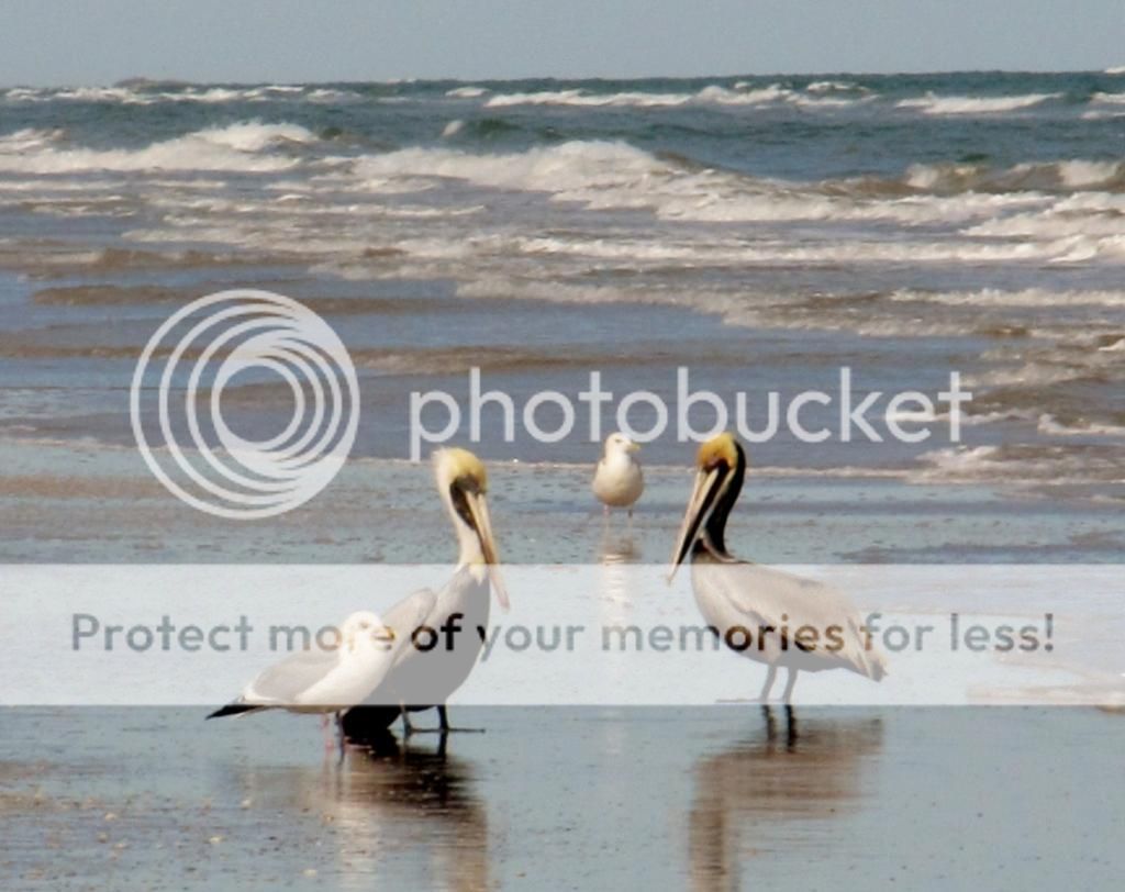  photo 041-2_zps96f9c6fd.jpg