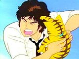 gatto