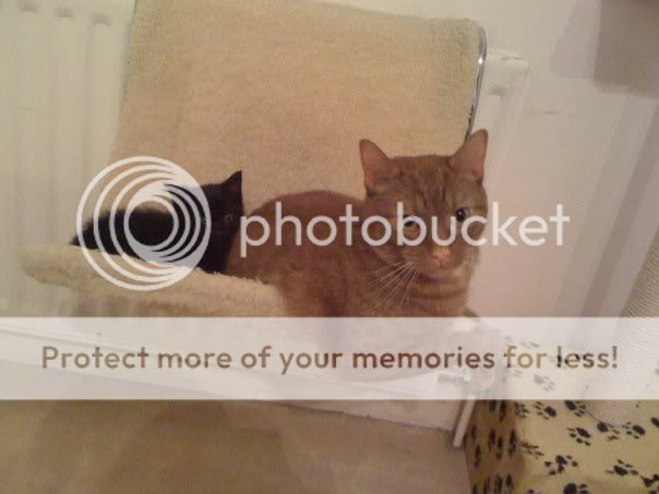 Bothincatbed.jpg
