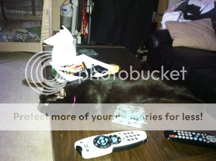 Charlieoncoffeetable.jpg